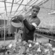 High school diploma pathways: Black and white image of Teen boy using watering can to water potted plants in green house on tables